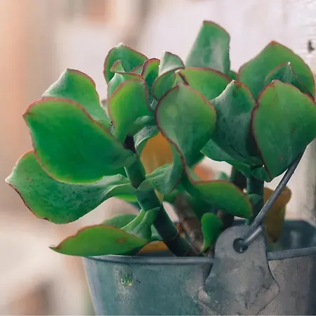 The Pradise Of Ana Vemar Exclusive Playa Paraiso (Tenerife)