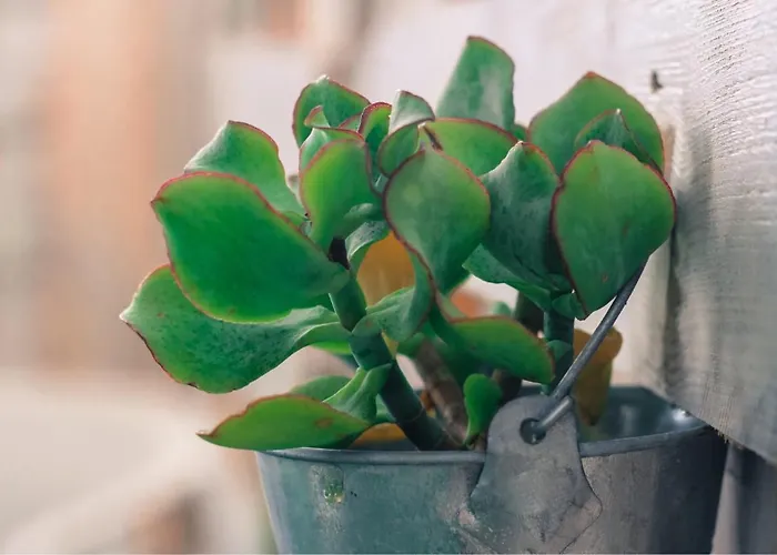 The Pradise Of Ana Vemar Exclusive Плайя-Параисо